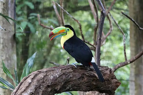 Proyecto Asis wildlife rescue