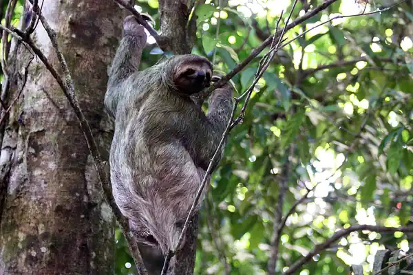 Sloth hike